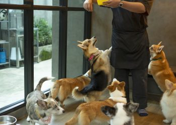 From Paws to Passport: The Ultimate Guide to Traveling the Globe with TrustedHousesitters